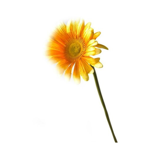 Цветок Даршан Гербера 54 см (26388) фото №1