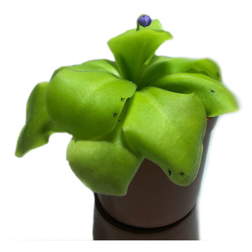 Хищное растение AlienPlants Жирянка Тина Pinguicula фото №1