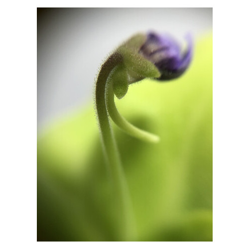 Хищное растение AlienPlants Жирянка Тина Pinguicula фото №4