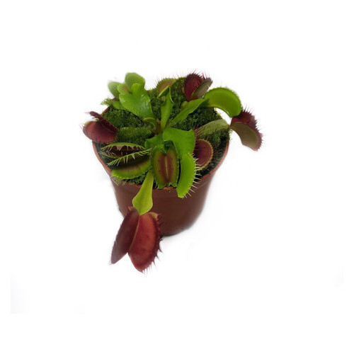 Растение хищник Венерина Мухоловка AlienPlants B52 Dionaea muscipula B52 размер L фото №6