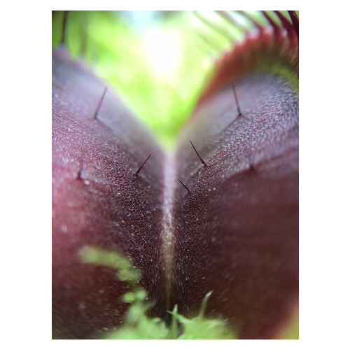Растение хищник Венерина Мухоловка AlienPlants B52 Dionaea muscipula B52 размер L фото №2