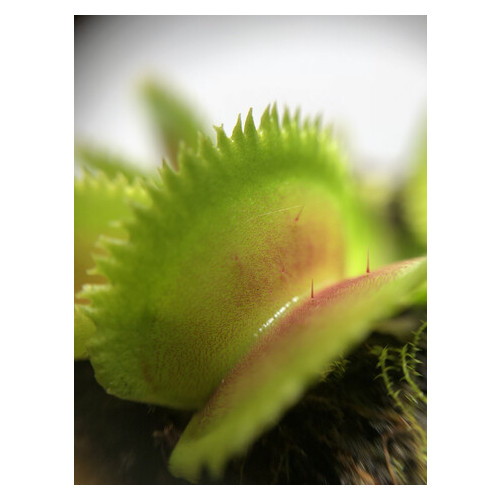 Растение Хищник Венерина мухоловка Дентана AlienPlants Dionaea muscipula Dentate размер L фото №3