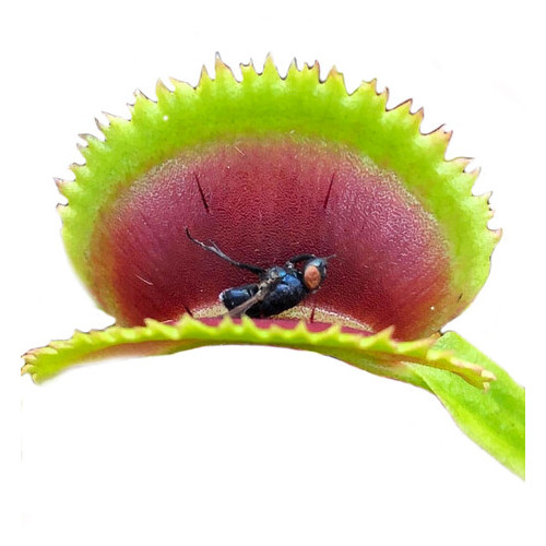 Растение Хищник Венерина мухоловка Дентана AlienPlants Dionaea muscipula Dentate размер L фото №2