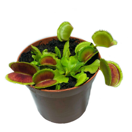 Растение Хищник Венерина мухоловка Дентана AlienPlants Dionaea muscipula Dentate размер L фото №1