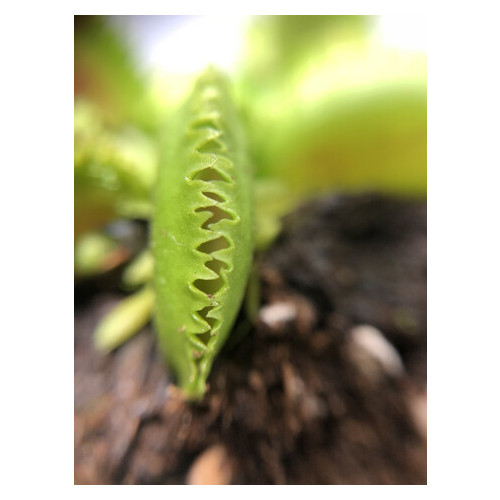 Растение Хищник Венерина мухоловка Дентата AlienPlants Dionaea muscipula Dentate размер S фото №3