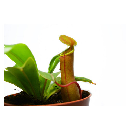 Растение хищник Непентес Алата AlienPlants Nepenthes Alata фото №4