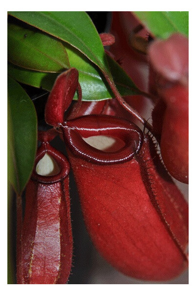 Растение хищник Непентес Кровавая Мэри AlienPlants Nepenthes Bloody Merry фото №3
