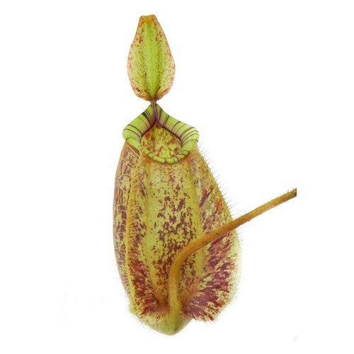 Растение хищник Непентес Хукериана AlienPlants Nepenthes Hookeriana фото №3