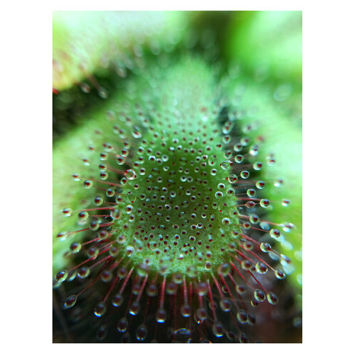 Рослина хижак Росянка Алісіа AlienPlants Drosera Aliciae розмір М горщик 9 см фото №4