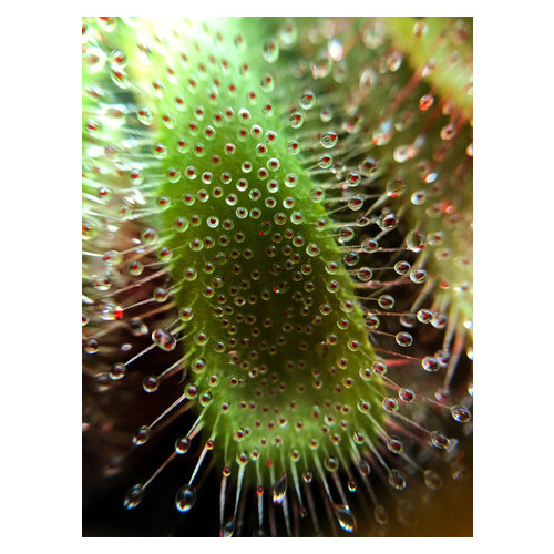 Рослина хижак Росянка Алісіа AlienPlants Drosera Aliciae розмір М горщик 9 см фото №3