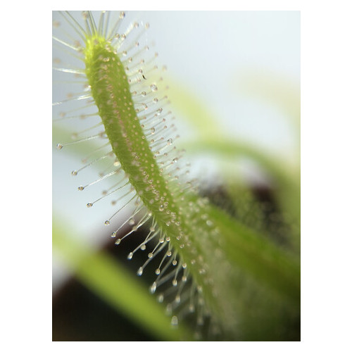 Растение хищник Росянка Капская AlienPlants Drosera Capensis фото №2