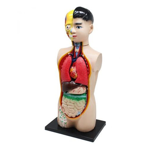 Макет Руди Торс человека с органами (Б002у) фото №1