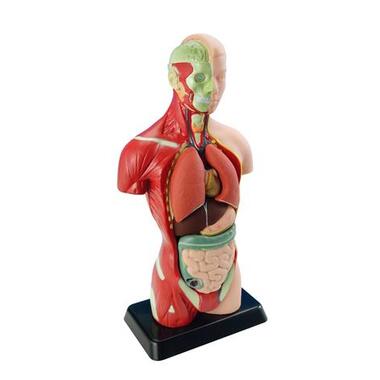 Анатомічна модель людини Edu-Toys збірна 27 см (MK027) фото №7