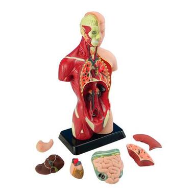 Анатомічна модель людини Edu-Toys збірна 27 см (MK027) фото №5