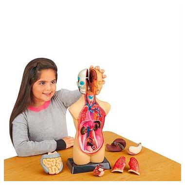 Анатомічна модель людини Edu-Toys збірна 27 см (MK027) фото №8