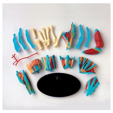 Модель руки Edu-Toys збірна 16,5 см (SK058) фото №3