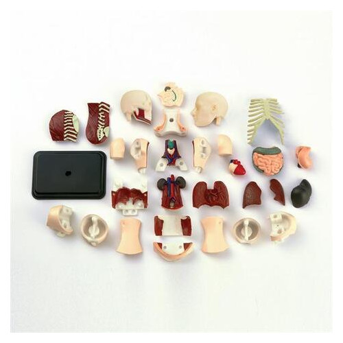 Набір для досліджень Edu-Toys Модель тулуба людини збірна, 12,7 см (SK008) фото №3