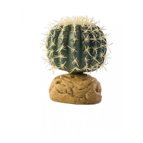 Растение Hagen Barrel Cactus Large фото №1