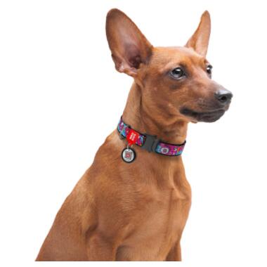 Нашийник для собак нейлоновий WAUDOG Nylon c QR паспортом, малюнок Літо, металева пряжка-фастекс, Ш 15 мм, Дл 25-35 см (5166) (4823089321592) фото №4