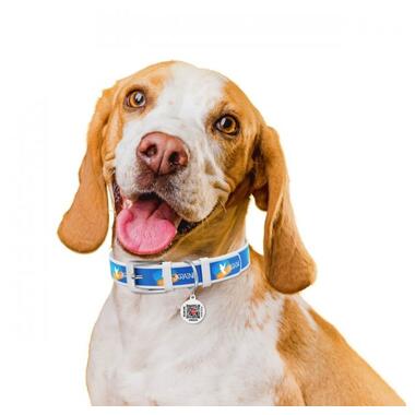 Нашийник для собак шкіряний WAUDOG Design з QR паспортом, малюнок Прапор, L, Ш 25 мм, Дл 38-49 см білий (3605-0229-15) (4823089354088) фото №4