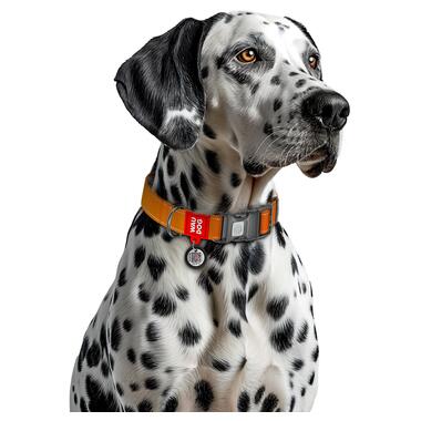 Нашийник для собак нейлоновий WAUDOG Nylon Mono з QR паспортом, світловідбивний, пластиковий фастекс, L, Ш 25 мм, Дов 33-49 см помаранчевий 52154 фото №4