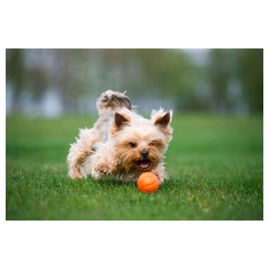 Іграшка для собак Liker М'ячик 5 см (6298) фото №3