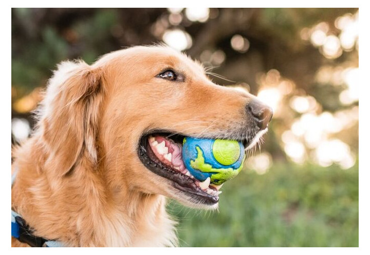 Іграшка для собак Planet Dog Orbee Ball великий (pd68667) фото №2
