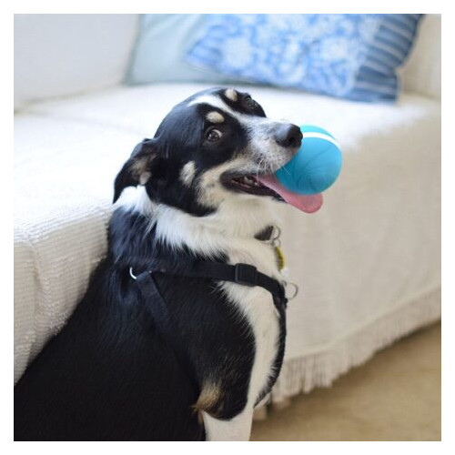 М'ячик для собак та кішок Cheerble Wickedball Синій фото №7
