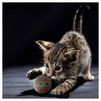 Іграшка для собак або кішок м'ячик Taotaopet 012224 М'яч 5 cm фото №3